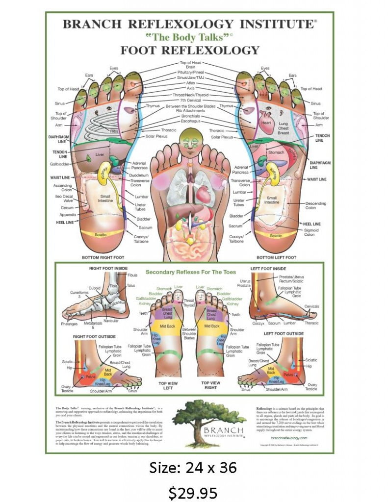 arrangere Hej hej blik Foot Reflexology Wall Chart – Branch Reflexology Institute